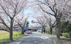 伊豆高原の桜並木
