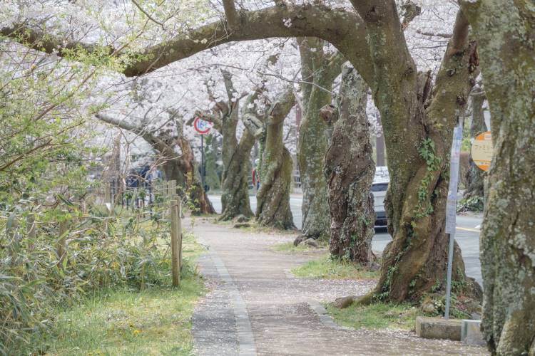 2024年4月の伊豆高原桜並木