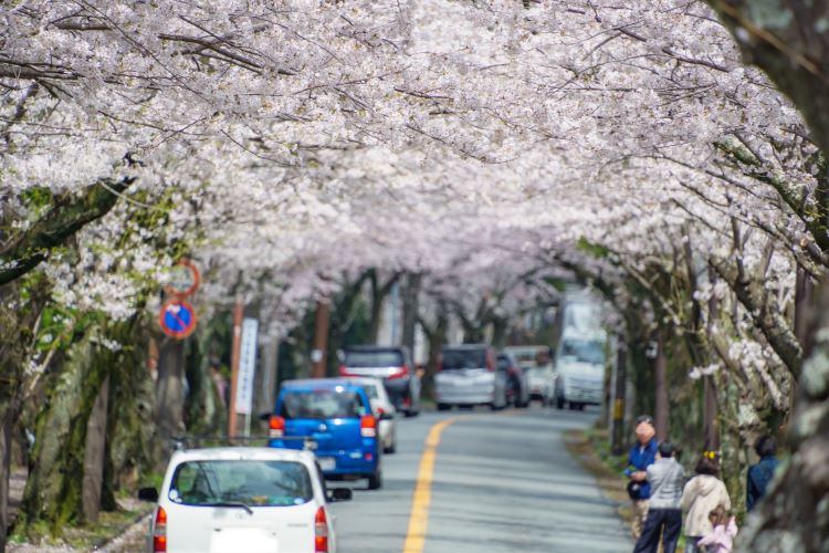 2024年4月の伊豆高原桜並木