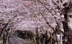 伊豆高原の桜並木2025