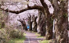 伊豆高原の桜並木2025