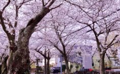 伊豆高原の桜並木2025