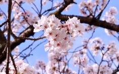 伊豆高原の桜2025