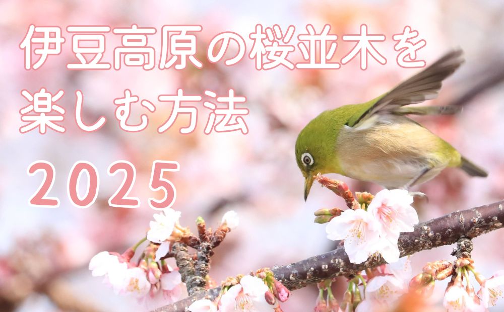 伊豆高原の桜並木2025